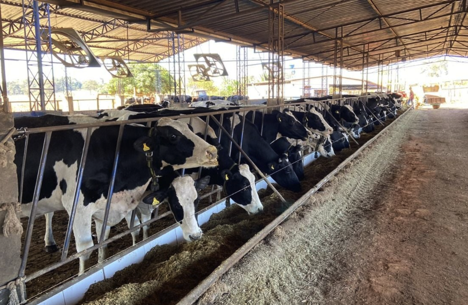 Confinamento de gado leiteiro